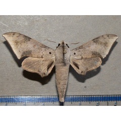 /filer/webapps/moths/media/images/R/retusus_Polyptychus_A_Goff_01.jpg