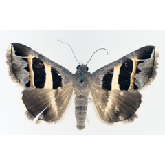 /filer/webapps/moths/media/images/E/exclusiva_Grammodes_AM_TMSA_01.jpg