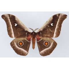 /filer/webapps/moths/media/images/A/alcinoe_Bunaea_AM_Basquin.jpg