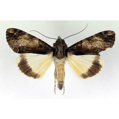/filer/webapps/moths/media/images/P/primulina_Ulotrichopus_AM_RMCA.jpg