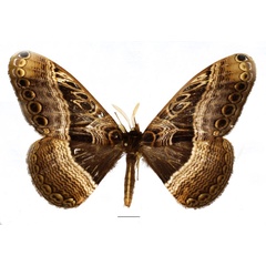/filer/webapps/moths/media/images/M/maculata_Dactyloceras_AM_Basquin_02.jpg