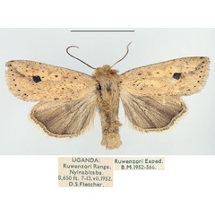 /filer/webapps/moths/media/images/P/phaeopasta_Mythimna_AM_BMNH_02.jpg