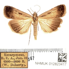 /filer/webapps/moths/media/images/E/exsiccata_Tathorhynchus_AM_BMNH_01.jpg