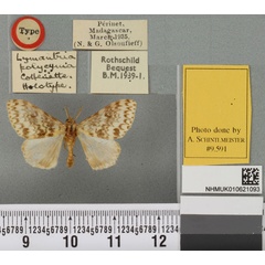 /filer/webapps/moths/media/images/P/polycyma_Lymantria_HT_BMNHa.jpg