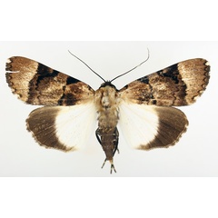 /filer/webapps/moths/media/images/B/bipunctata_Audea_AF_TMSA_02.jpg