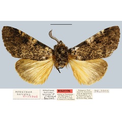 /filer/webapps/moths/media/images/H/hercules_Mpanjaka_HT_MNHN.jpg