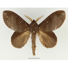 /filer/webapps/moths/media/images/L/leucophaea_Mallocampa_AM_Basquin_01.jpg