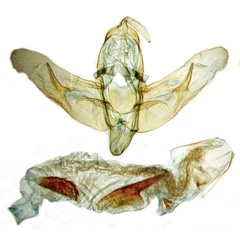 /filer/webapps/moths/media/images/N/normalis_Trachea_GMHT_BMNH_19328.jpg