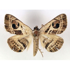 /filer/webapps/moths/media/images/P/pyrula_Cometaster_A_RMCA.jpg