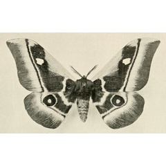 /filer/webapps/moths/media/images/D/durbania_Bunaea_STM_Oberthur_11_S.jpg