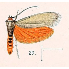 /filer/webapps/moths/media/images/H/hutchinsoni_Gymnogramma_ST_Walsingham_1891_4-29.jpg