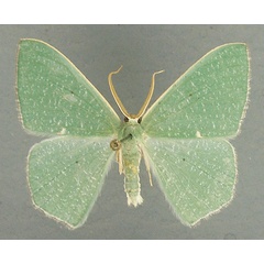 /filer/webapps/moths/media/images/D/dorsipunctata_Prasinocyma_AM_TMSA.jpg