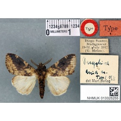 /filer/webapps/moths/media/images/A/ania_Dasychira_HT_BMNHa.jpg