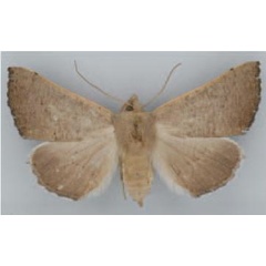 /filer/webapps/moths/media/images/P/pictifimbria_Eutelostolmus_HT_BMNH.jpg