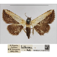 /filer/webapps/moths/media/images/L/latifera_Corgatha_AF_NHMUK.jpg