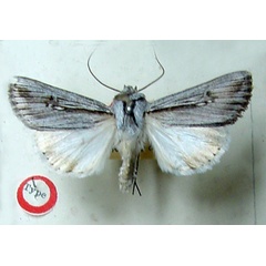 /filer/webapps/moths/media/images/T/turneri_Ectochela_HT_BMNH.jpg