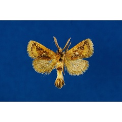 /filer/webapps/moths/media/images/J/joeli_Moyencharia_HT_Lehmann.jpg