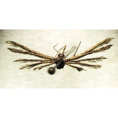 /filer/webapps/moths/media/images/P/pongola_Arcoptilia_HT_BMNH.jpg