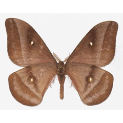 /filer/webapps/moths/media/images/C/cleoris_Gonimbrasia_AM_Basquinb.jpg