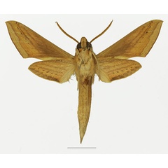 /filer/webapps/moths/media/images/B/balsaminae_Hippotion_AM_Basquin_02b.jpg
