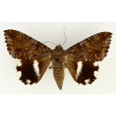 /filer/webapps/moths/media/images/C/catella_Achaea_AF_TMSA_01.jpg