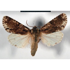 /filer/webapps/moths/media/images/L/limbata_Craniophora_PT_MSNM.jpg