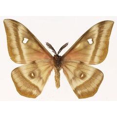 /filer/webapps/moths/media/images/A/aslauga_Bunaea_AM_Basquin_02b.jpg