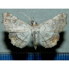 /filer/webapps/moths/media/images/V/vicaria_Egnasia_A_Goff.jpg