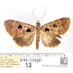 /filer/webapps/moths/media/images/A/atriplaga_Hypaetra_AF_BMNH.jpg