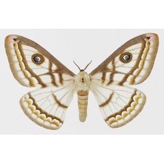 /filer/webapps/moths/media/images/M/marnois_Heniocha_AF_Basquin.jpg