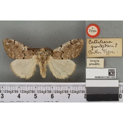 /filer/webapps/moths/media/images/G/grandidieri_Calliteara_HT_BMNHa.jpg