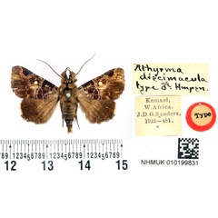 /filer/webapps/moths/media/images/D/discimacula_Athyrma_HT_BMNH.jpg