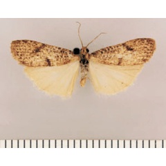/filer/webapps/moths/media/images/A/angulata_Pasteosia_HT_TMSA.jpg