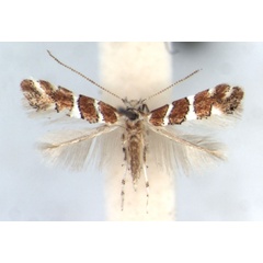 /filer/webapps/moths/media/images/M/melhaniae_Phyllonorycter_AF_RMCA.jpg