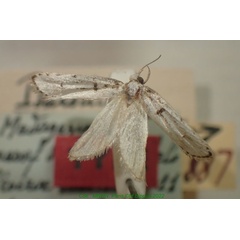 /filer/webapps/moths/media/images/A/albogriseella_Psarolitia_HT_MNHN.jpg