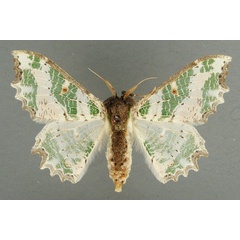 /filer/webapps/moths/media/images/F/fuscithorax_Victoria_AF_TMSA.jpg
