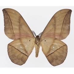 /filer/webapps/moths/media/images/T/turlini_Lobobunaea_AM_Basquinb.jpg