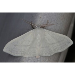 /filer/webapps/moths/media/images/C/ctenophora_Somatina_AM_Heyns_02.jpg