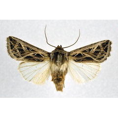 /filer/webapps/moths/media/images/L/leucosoma_Leumicamia_A_NHMO.jpg