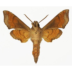 /filer/webapps/moths/media/images/I/iapygoides_Temnora_AM_Basquin_01b.jpg
