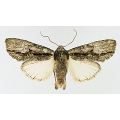 /filer/webapps/moths/media/images/C/cervicornis_Crionica_AM_TMSA_01.jpg