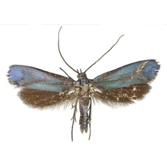 /filer/webapps/moths/media/images/C/cyanea_Dukeia_AM_TMSA.jpg