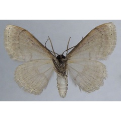 /filer/webapps/moths/media/images/N/nigrimacula_Somatina_AM_ZSMb.jpg
