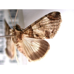 /filer/webapps/moths/media/images/S/solstitialis_Gigantoceras_A_Revell.jpg
