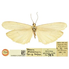 /filer/webapps/moths/media/images/P/phaeocraspis_Ilema_HT_BMNH.jpg