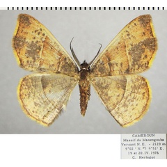 /filer/webapps/moths/media/images/B/bifurcata_Ochroplutodes_AM_ZSMa.jpg