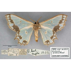 /filer/webapps/moths/media/images/G/gordoni_Victoria_HT_OUMNH_02.jpg
