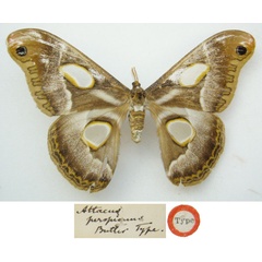 /filer/webapps/moths/media/images/P/perspicuus_Attacus_HT_NHMUKa.jpg