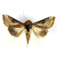 /filer/webapps/moths/media/images/O/orichalcea_Trichoplusia_A_RMCA.jpg