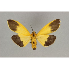 /filer/webapps/moths/media/images/M/melanoxantha_Estigmene_AF_BMNH.jpg